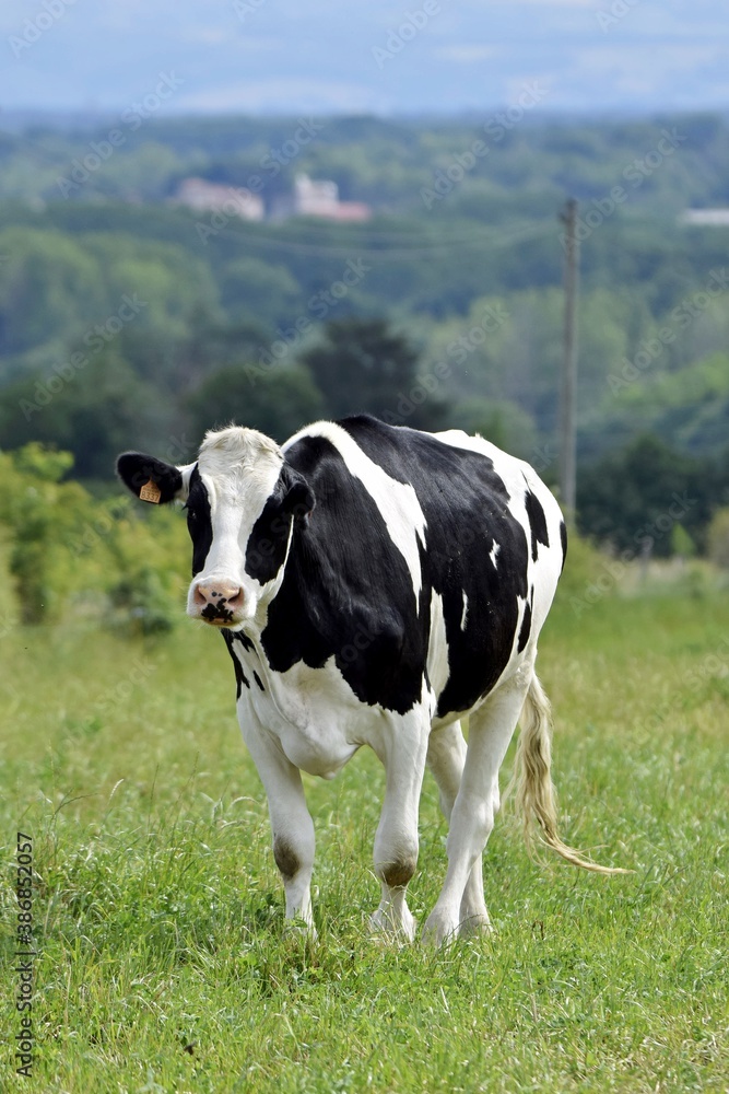 portrait of holstein cow