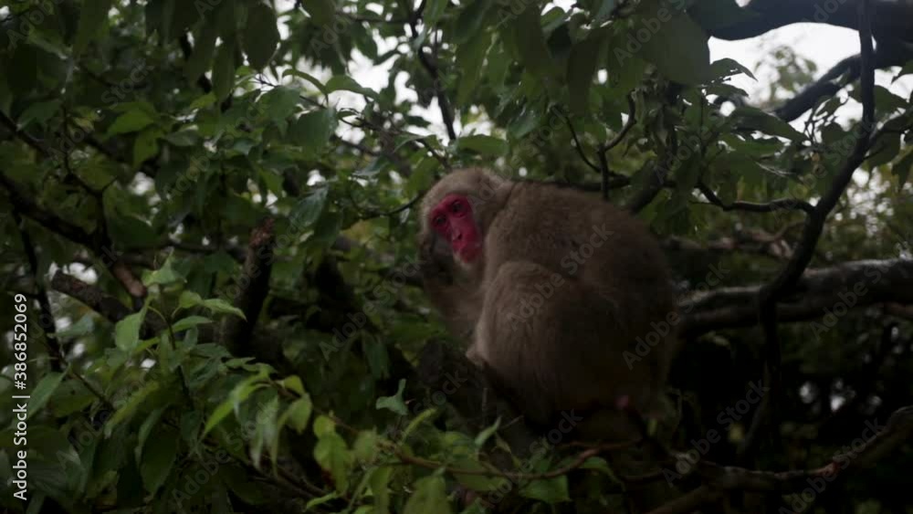 Kyoto monkey tree, the monkey sitting in the tree Kyoto monkey tree, the monkey sitting in the tree