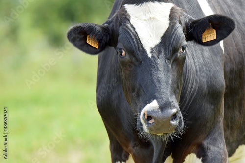 portrait of holstein cow