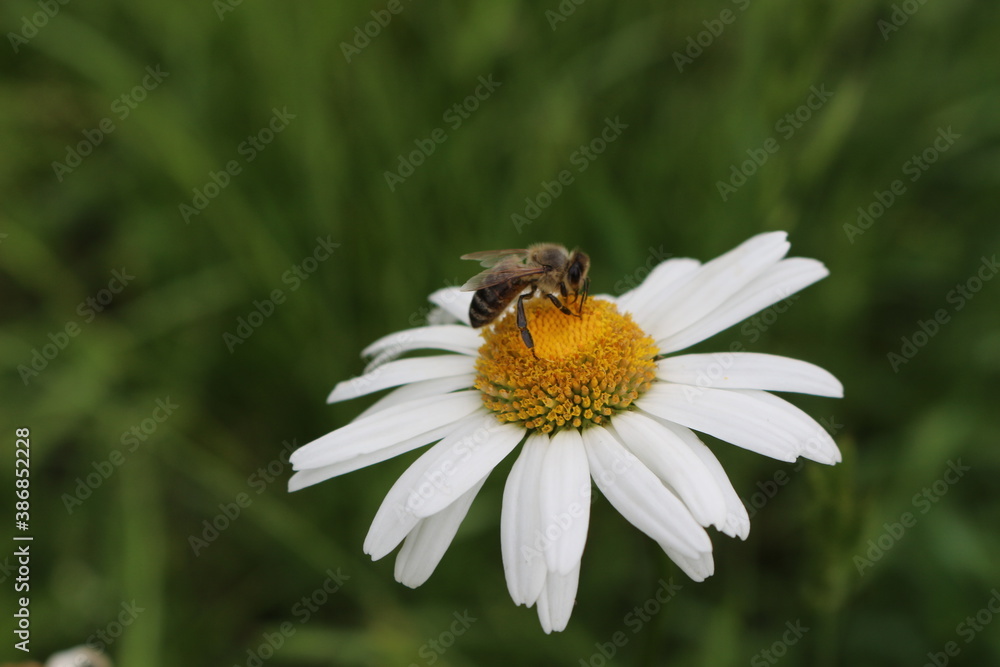 Bee collects nectar from blooming chamomile on a summer meadow
Bee collects nectar from blooming chamomile on a summer meadow