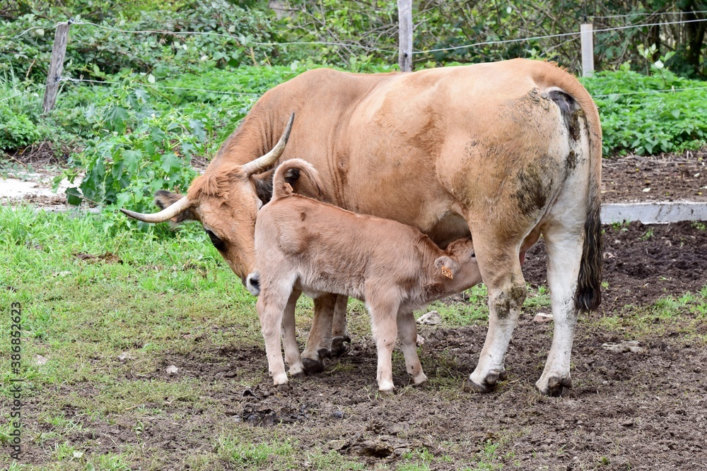 group of aubrac cows group of aubrac cows