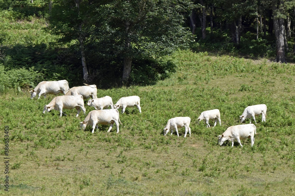 flock of charolais cows in pasture flock of charolais cows in pasture