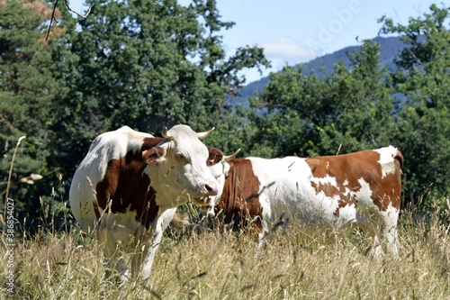 Fototapeta Naklejka Na Ścianę i Meble -  montbeliard cows in pasture