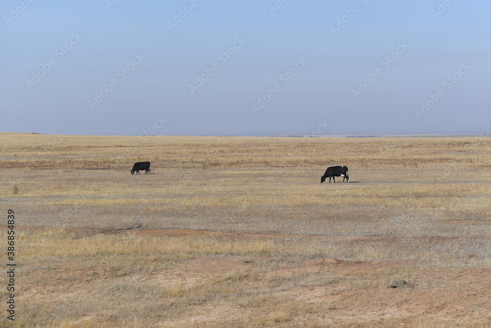Obraz premium field, landscape, farm, nature, grass, sky, agriculture, rural, meadow, blue, summer, green, grazing, animal, cow, country, cattle, countryside, hay, pasture, farmland, farming, sheep, cows, clouds