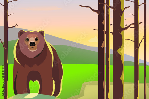 brown bear in the woods
