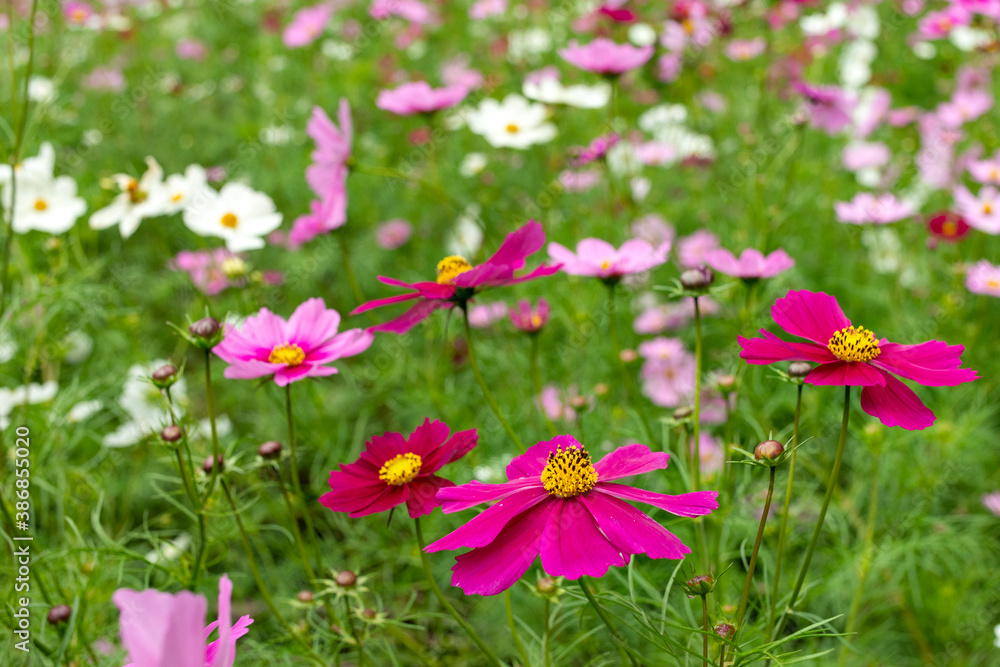 Full blooming of cosmos (Cosmos bipinnatus) in Japan in autumn