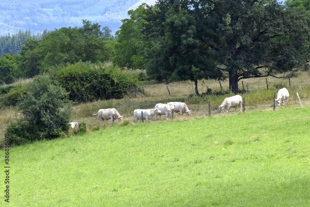 flock of charolais cow in pasture