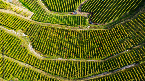 Harvest in Vineyards in the Tresivio area in Valtellina, Italy photo