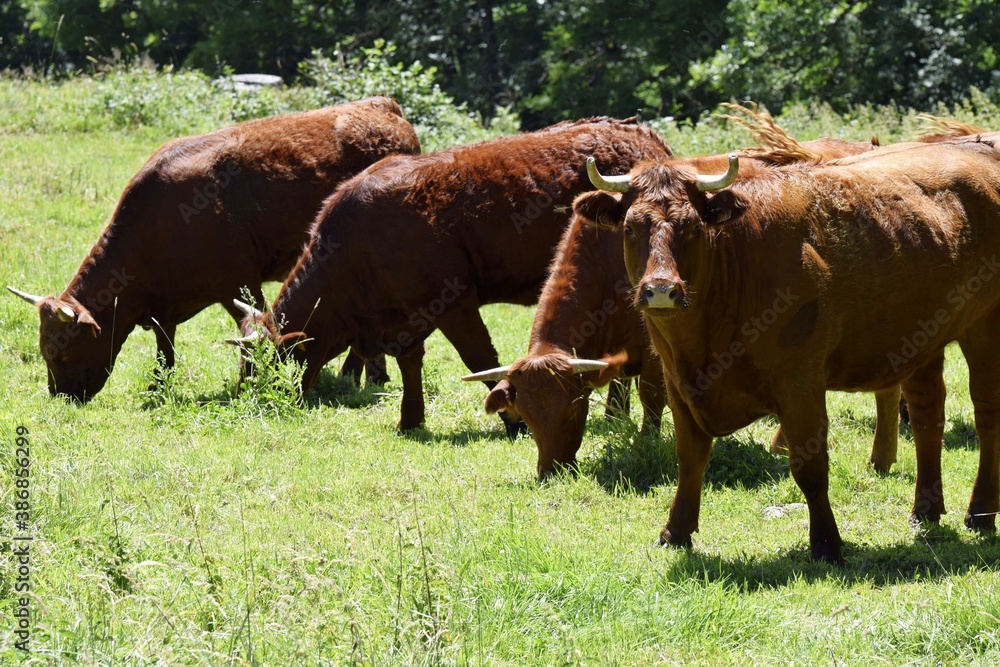 flock of salers cows in pasture flock of salers cows in pasture