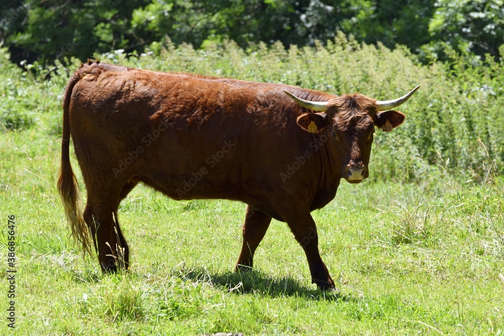 portrait of salers cow in pasture portrait of salers cow in pasture