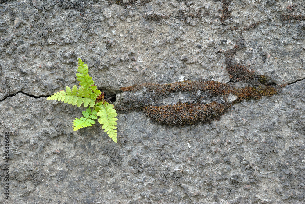 Close Up of Small New Green Plant Growing in Crack of Old Concrete Wall Close Up of Small New Green Plant Growing in Crack of Old Concrete Wall