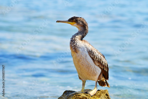 Heron on a stone with the sea in the background