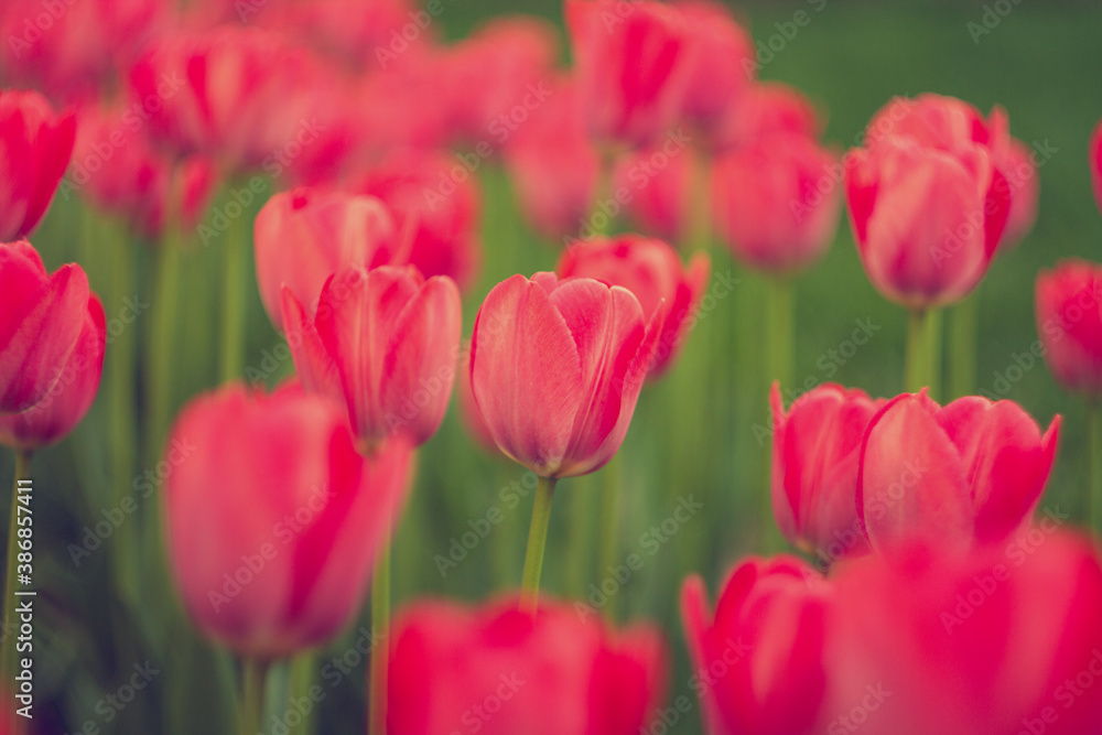 Fresh red tulips background. Spring flower.