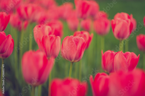 Fresh red tulips background. Spring flower. © alexburakov12