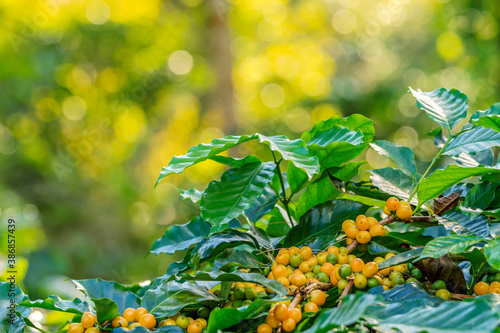 Group of arabica coffee berries getting ripe on coffee tree branch