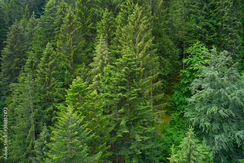 Fir peaks shot from above. Alpine spruce forest on a hill. Plantation of spruce trees. Top down aerial view. Green spruce on the slope aerial view from the side.