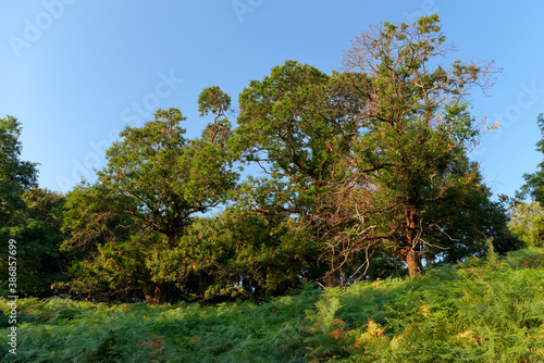 Chestnut grove in Corsica mountain