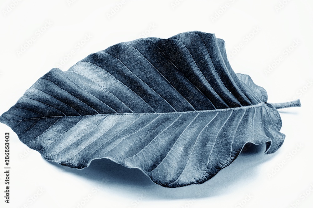 photo of artistic leaf on the plain background photo of artistic leaf on the plain background