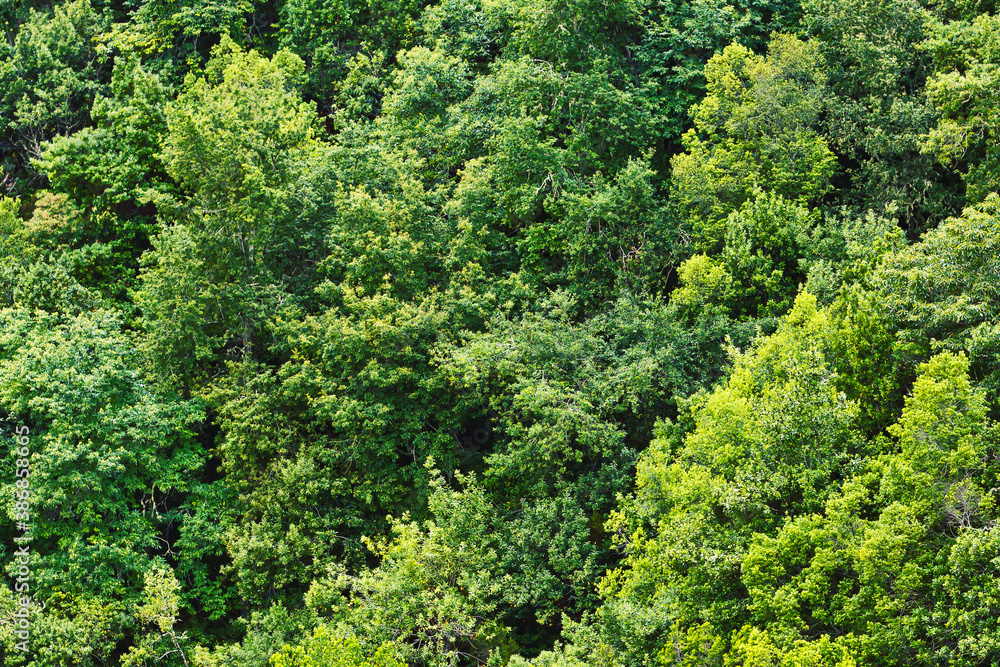 Forest top view background. Green aerial nature texture. Panoramic treetop pattern. Woods from above. Forest top view background. Green aerial nature texture. Panoramic treetop pattern. Woods from above.