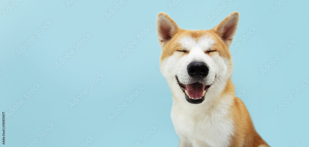 Smiling akita dog with happy expression. and closed eyes. Isolated on blue colored background.