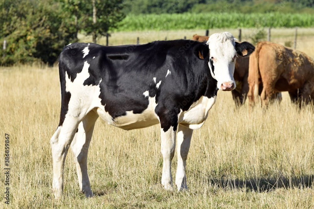 holstein cows in pasture