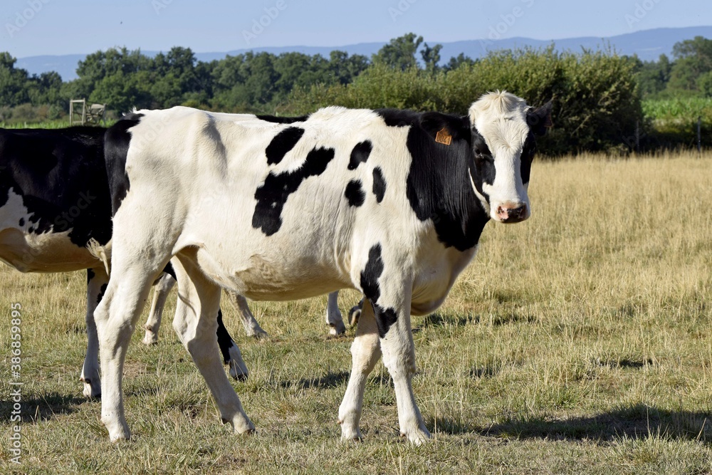 holstein cows in pasture