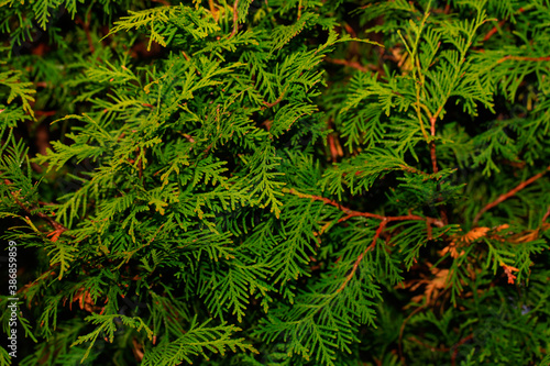 Closeup of green leaves of Thuja trees. Thuja occidentalis is an evergreen coniferous tree. Platycladus orientalis also known as Chinese thuja