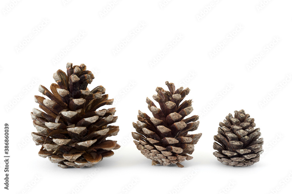 three different sizes pinecones isolated on a white background. three different sizes pinecones isolated on a white background.
