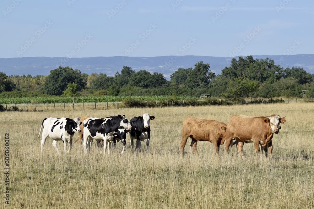flock of holstein and limousin cow in pasture flock of holstein and limousin cow in pasture