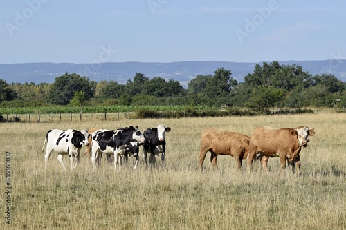 flock of holstein and limousin cow in pasture © NAEPHOTO
