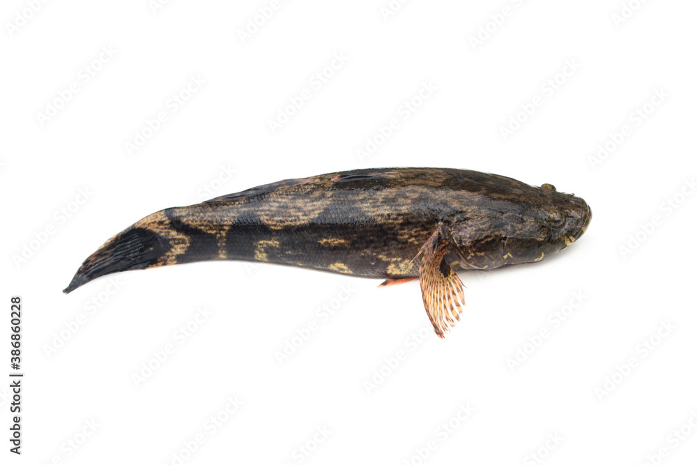 Fototapeta premium Fish goby isolated on white background.