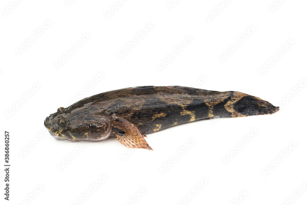 Fish goby isolated on white background. Fish goby isolated on white background.