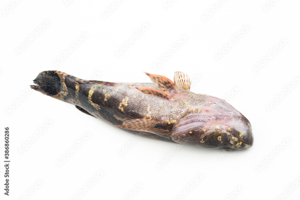 Fototapeta premium Fish goby isolated on white background.