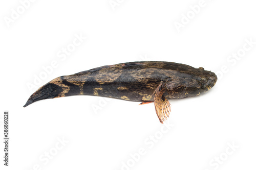 Fish goby isolated on white background.