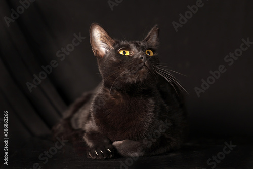 Black cat glowing eye sit on black background © oqba