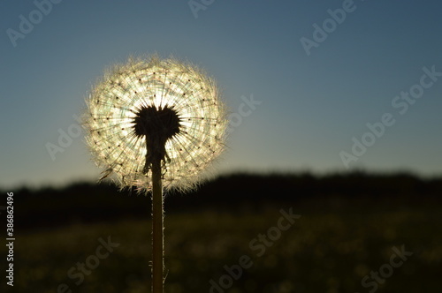 dandelion on a sky