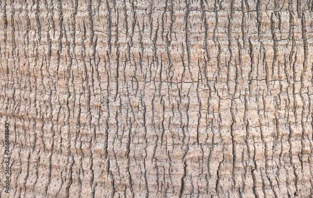 Close up picture of a palm tree trunk, nature abstract background or texture, selective focus. Close up picture of a palm tree trunk, nature abstract background or texture, selective focus.