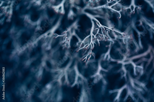 Shallow focus and abstract image of reindeer white moss. Wintery style image. 