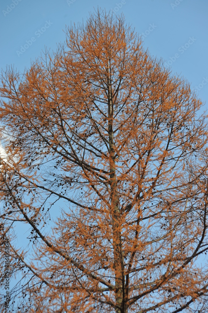 紅葉と青空 紅葉と青空