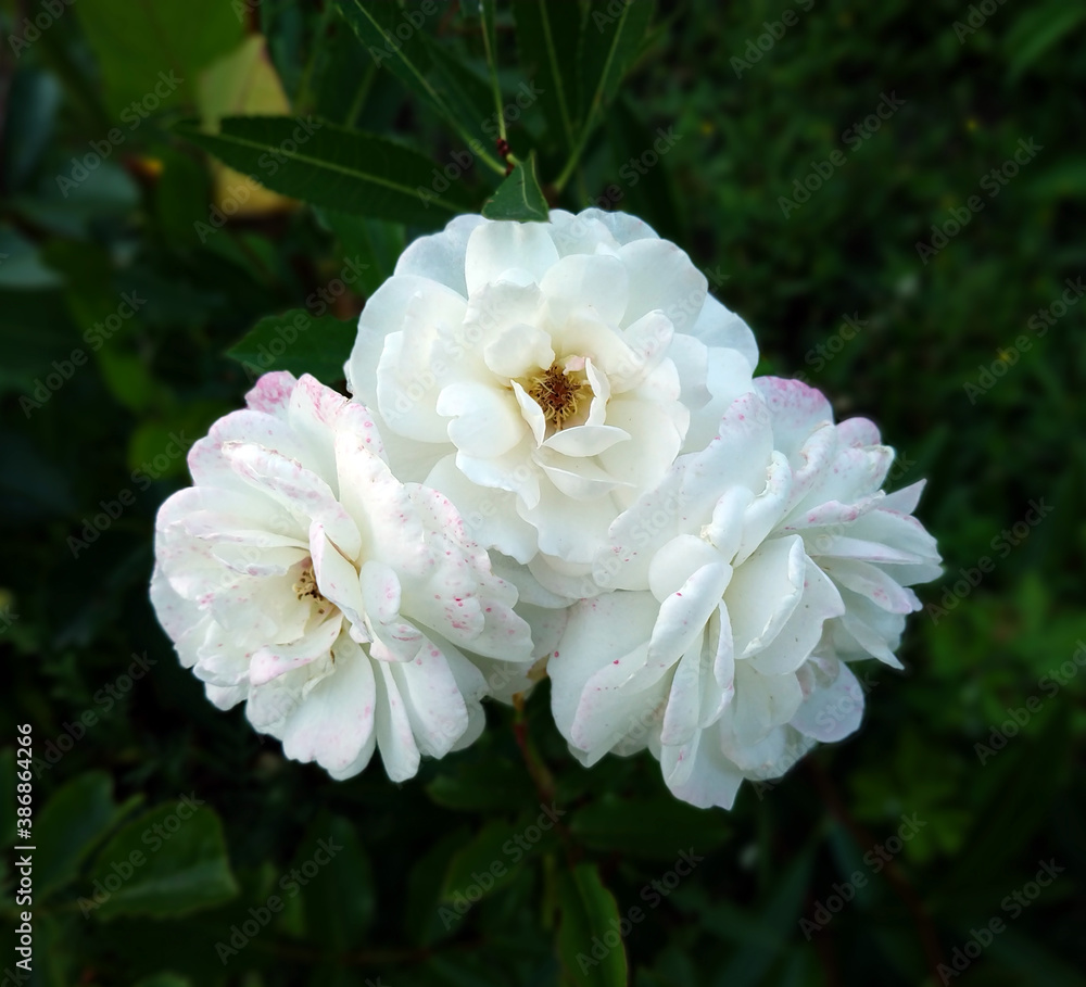 White rose in the garden in summer White rose in the garden in summer