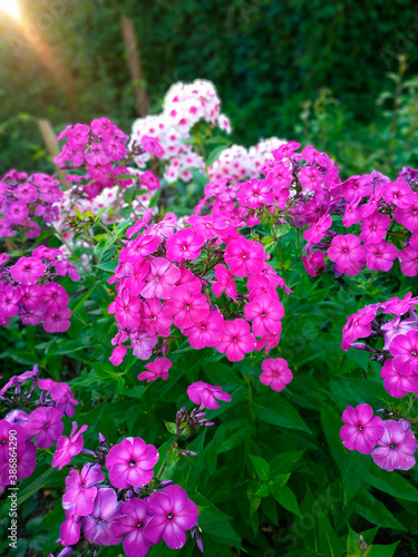 Fototapeta Naklejka Na Ścianę i Meble -  Pink fuchsia in the garden in summer