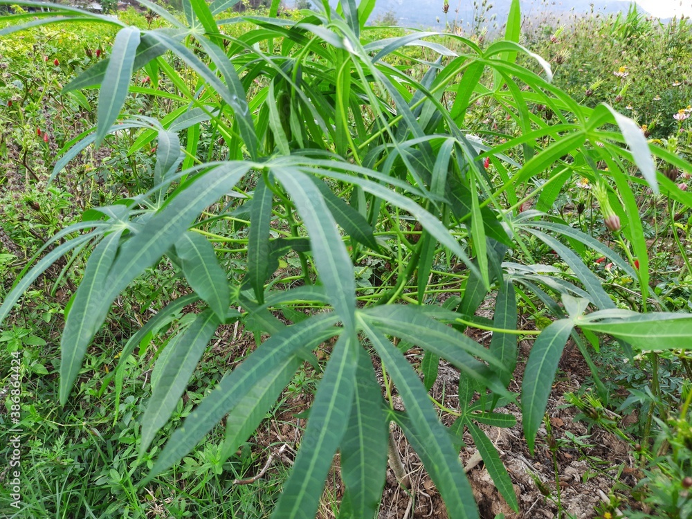 Obraz premium beautiful plantations in Sriharjo village, water spinach, chilies and many more are growing fertile