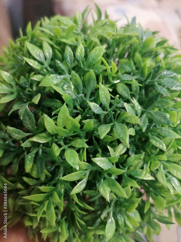 bunch of parsley bunch of parsley