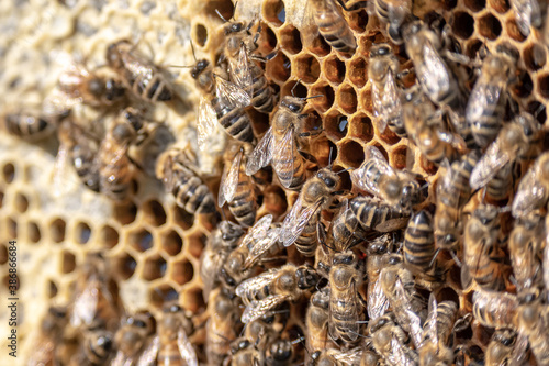 closeup of bees on honeycomb in apiary frame Honey bee selective focus