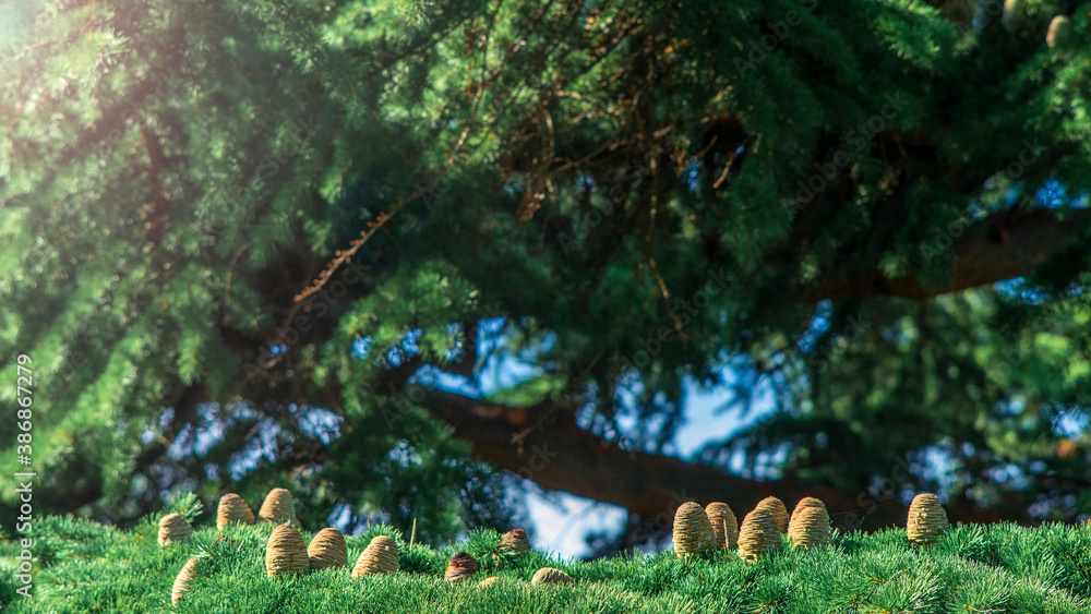 thorny pine branches with cones on the background of a blurred forest thorny pine branches with cones on the background of a blurred forest