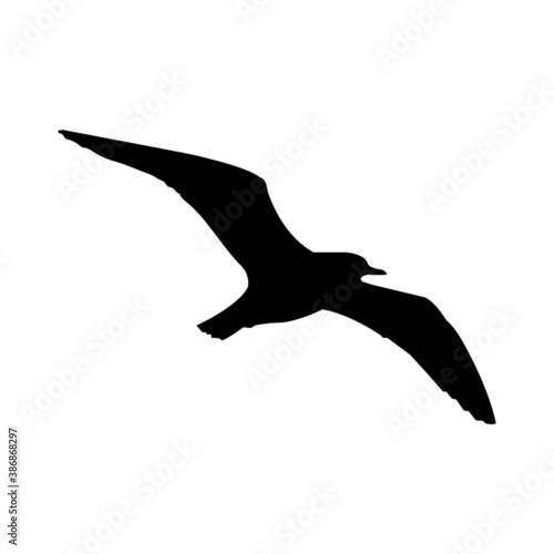 seagull in flight isolated vector