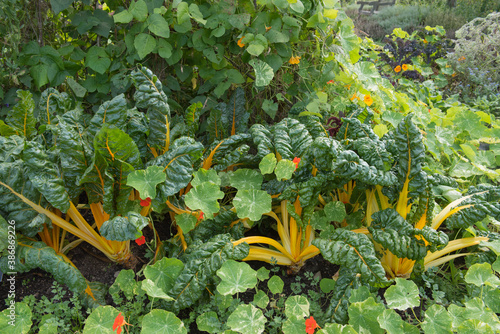 Home Grown Organic Swiss chard (Beta vulgaris subsp. vulgaris) Growing on an Allotment in a Vegetable Garden in Rural Devon, England, UK photo