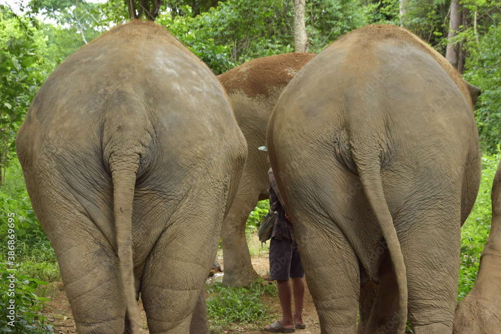 Elephants in Thailand