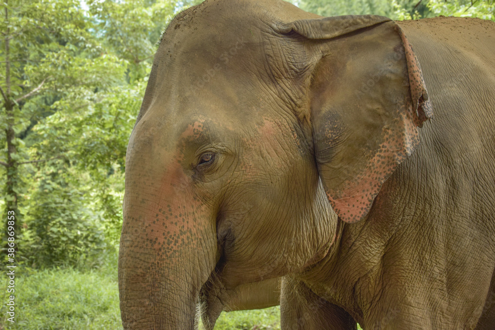 Elephants in Thailand