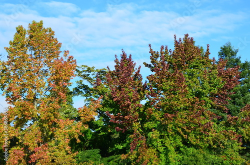 Nature landscape during autumn inSweden